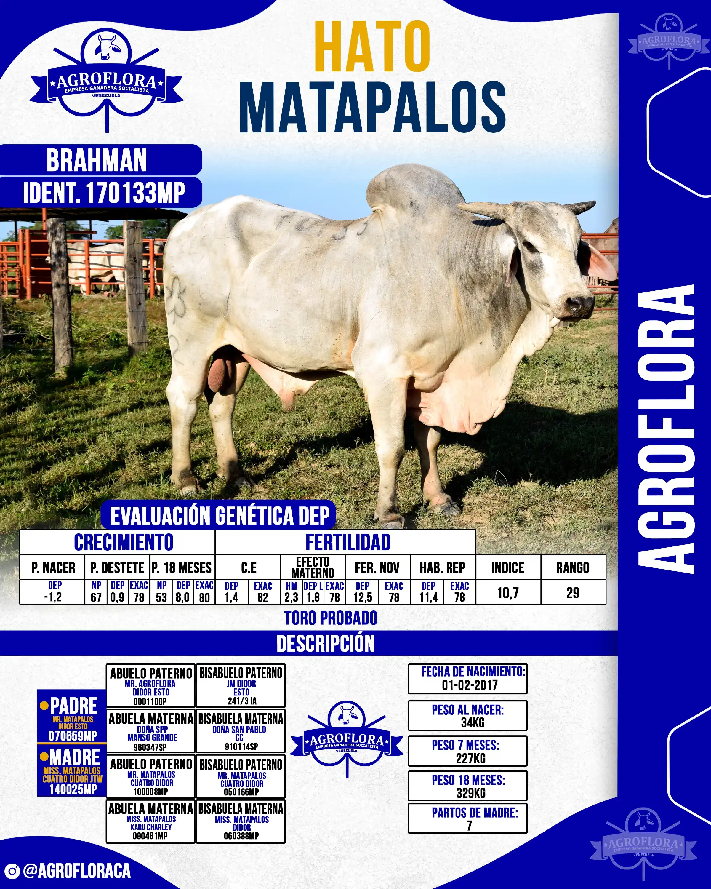 Toro Probado 170133MP - Pajuelas de Semen