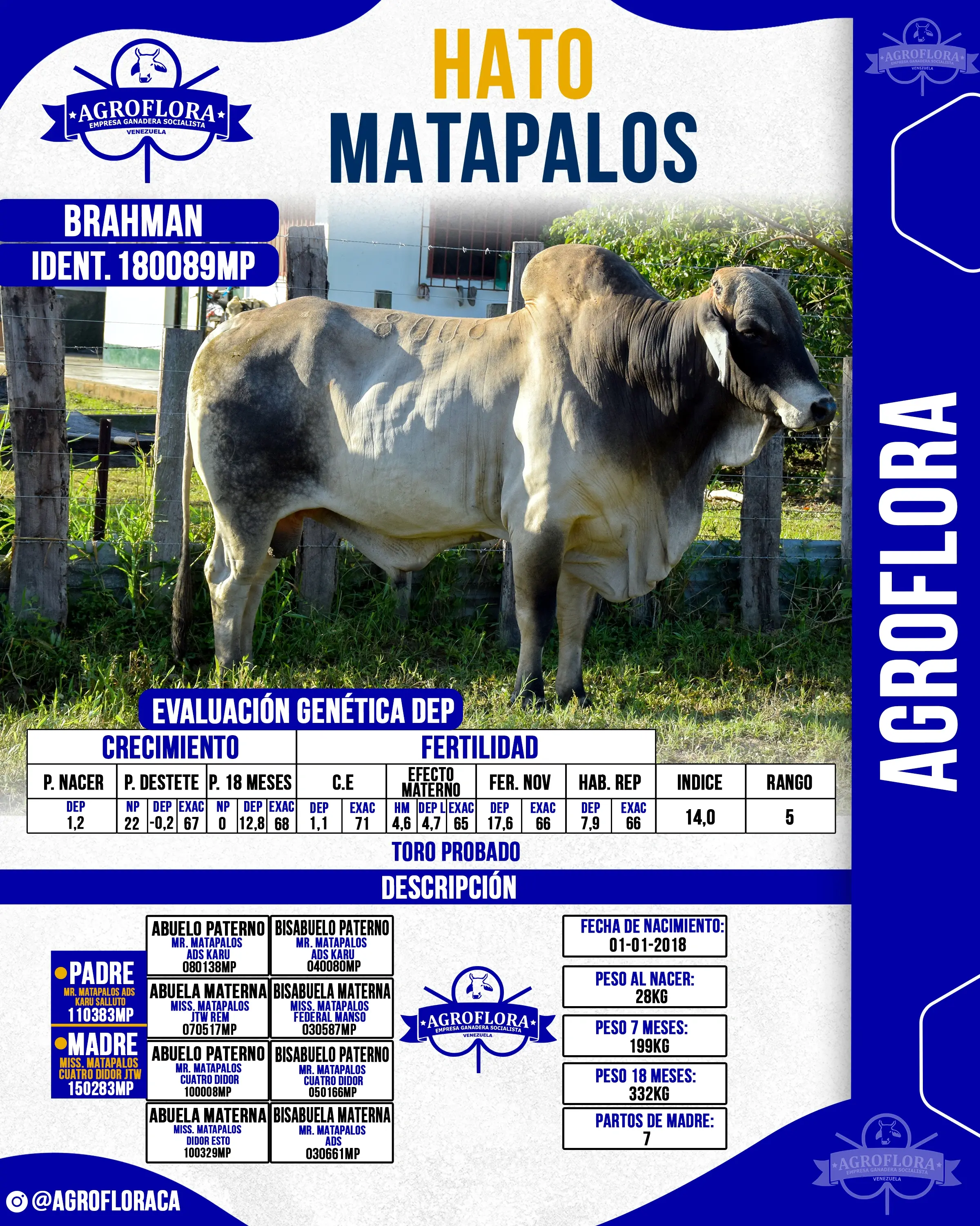 Toro Probado 180089MP - Pajuelas de Semen