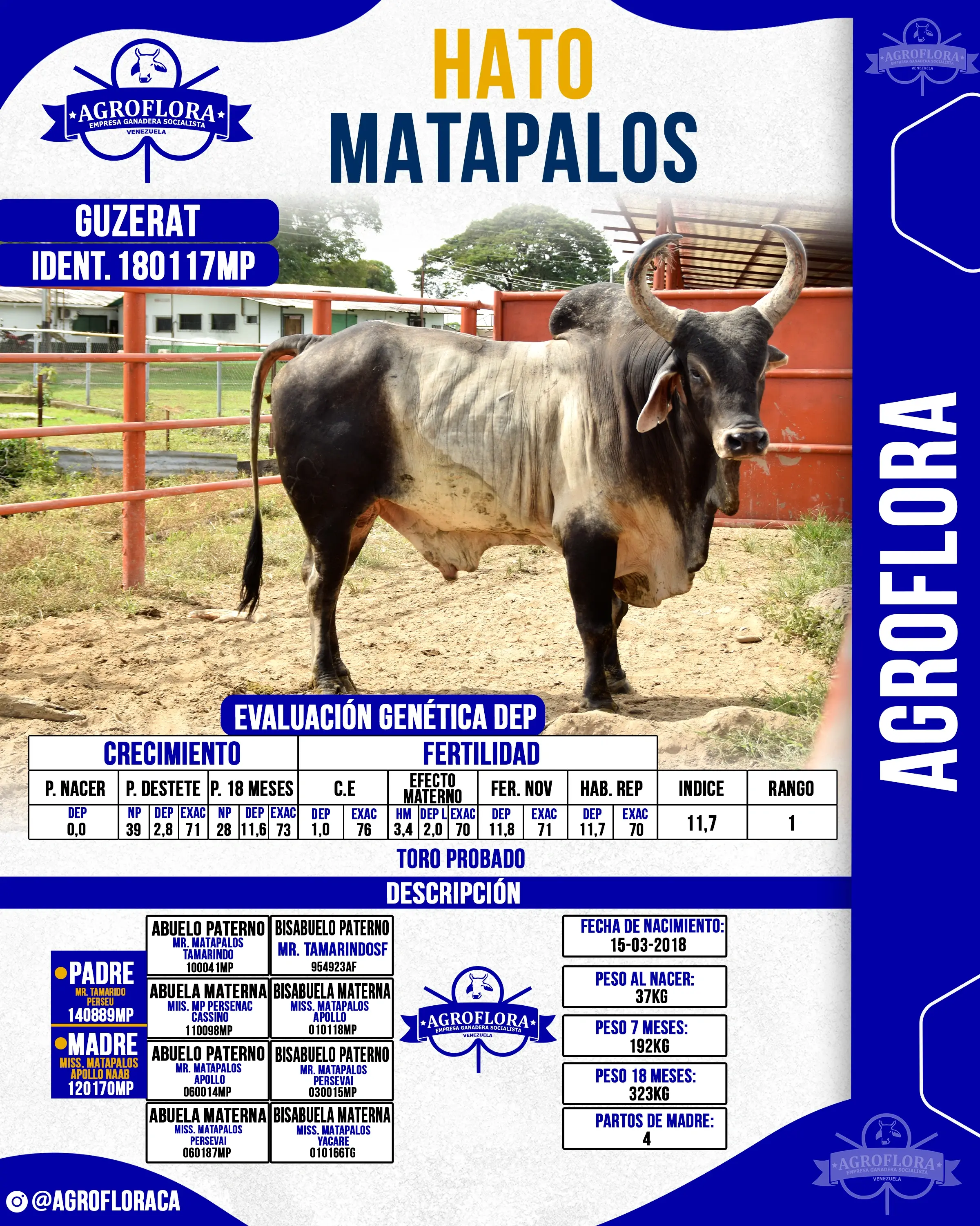 Toro Probado 180117MP - Pajuelas de Semen