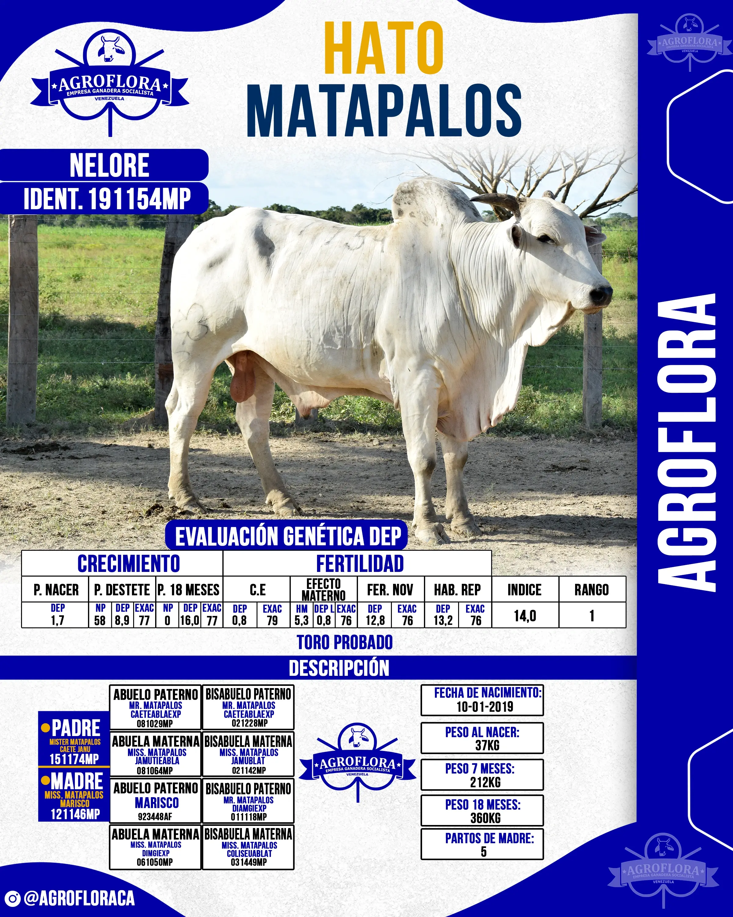 Toro Probado 191154MP - Pajuelas de Semen