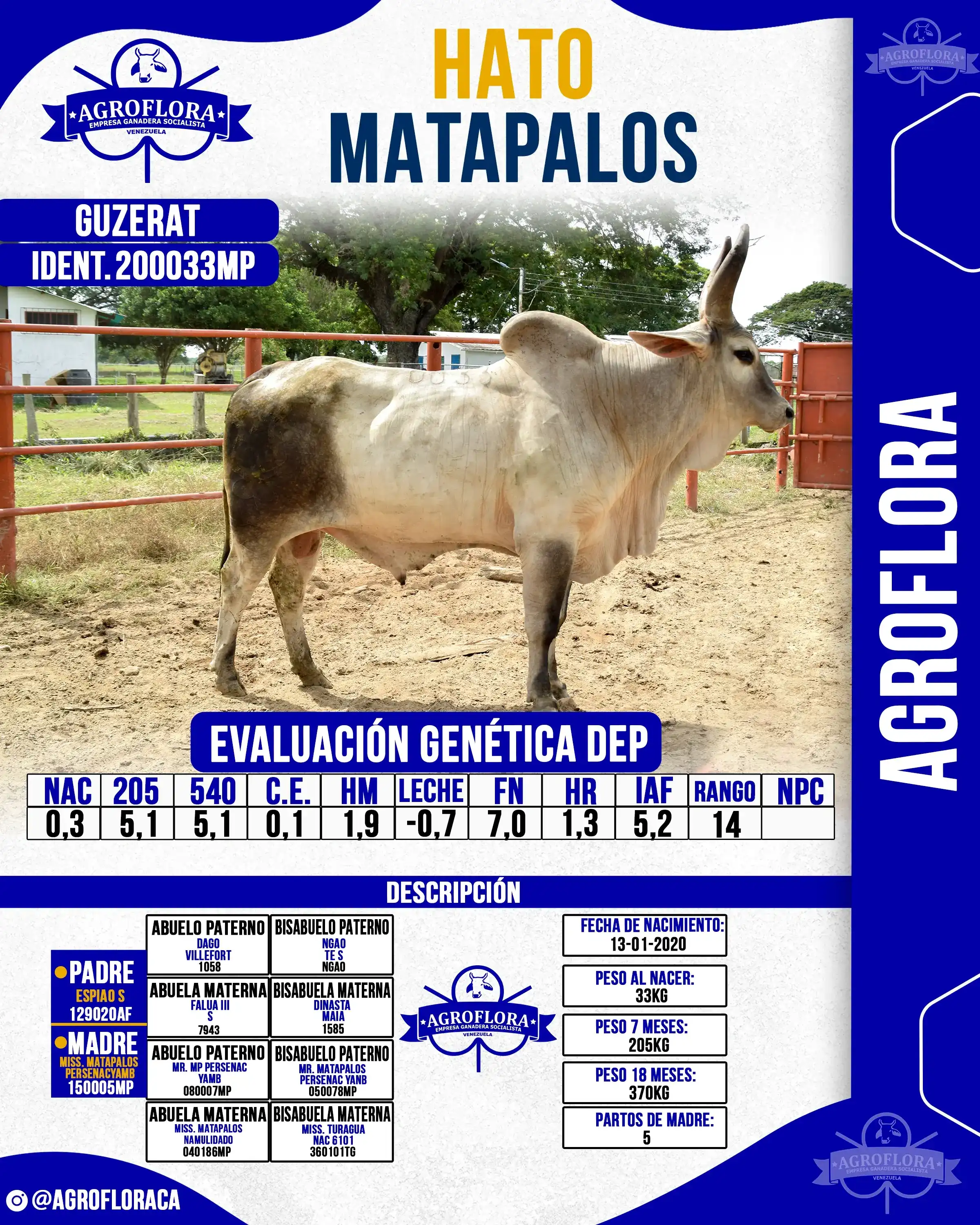 Toro Probado 200033MP - Pajuelas de Semen