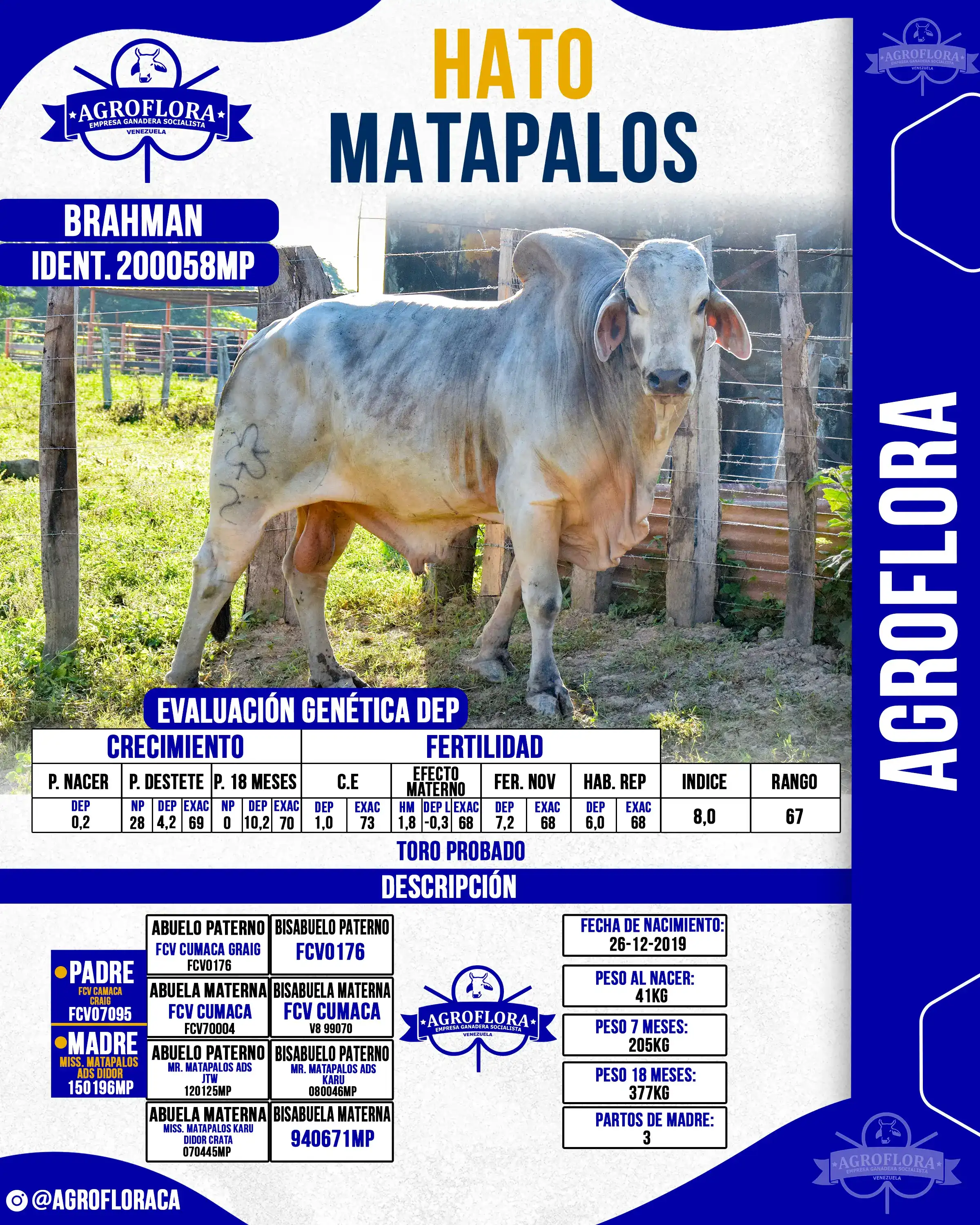 Toro Probado 200058MP - Pajuelas de Semen