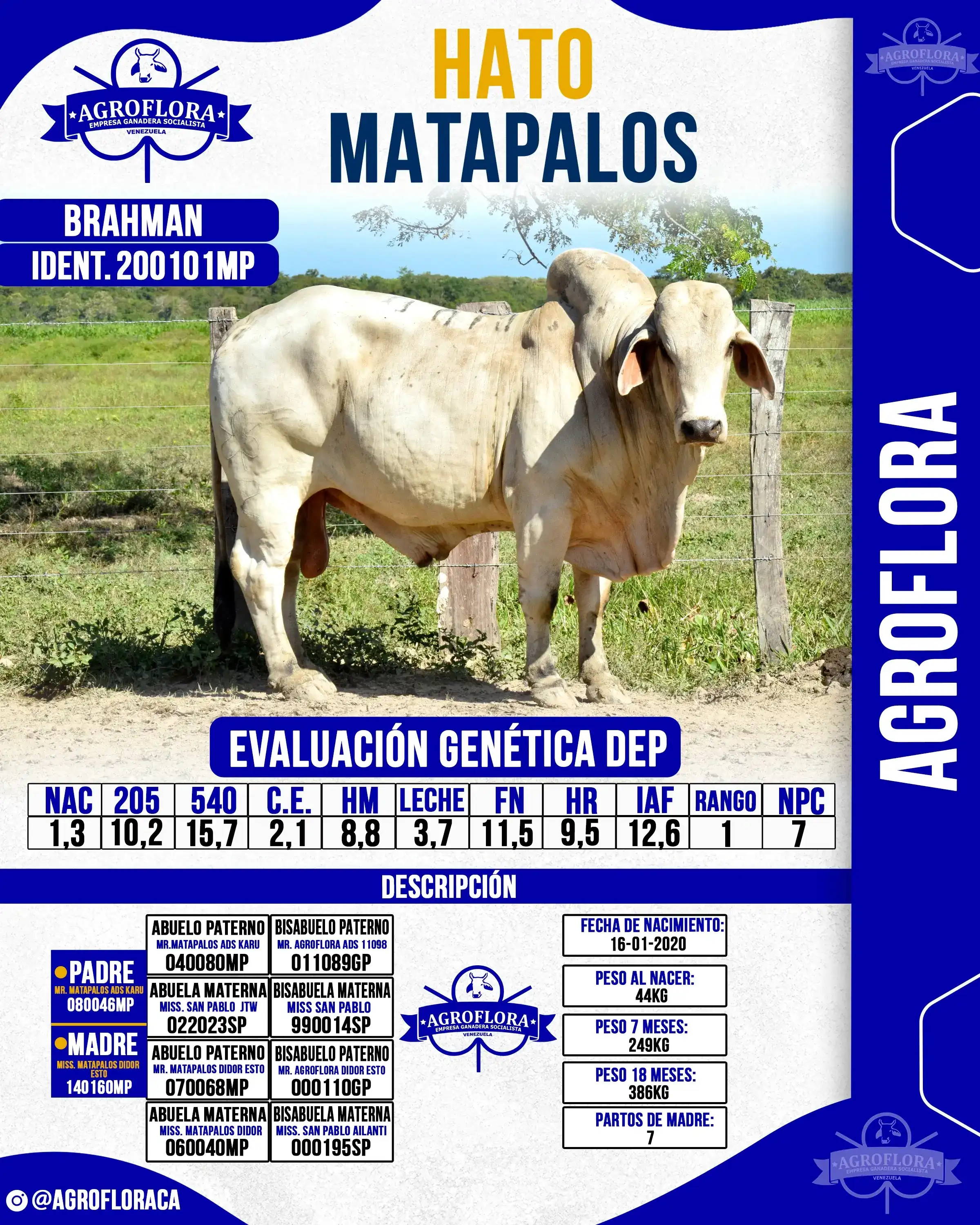 Toro Probado 200101MP - Pajuelas de Semen