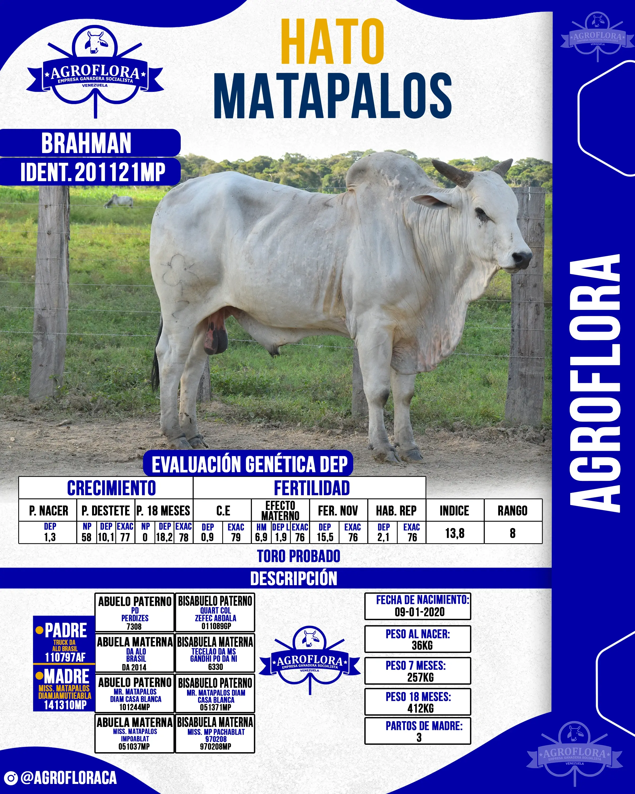 Toro Probado 200121MP - Pajuelas de Semen