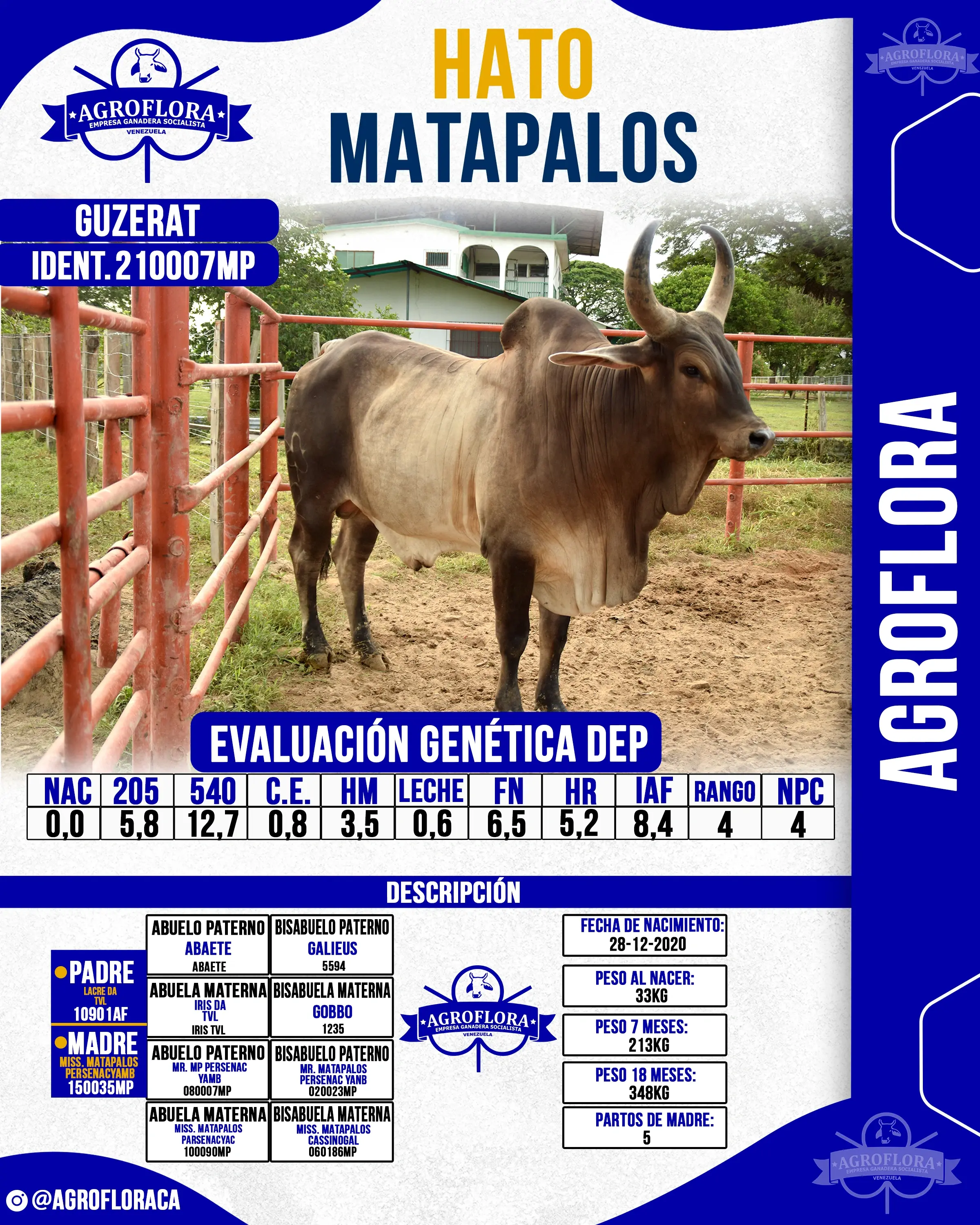 Toro Probado 210007MP - Pajuelas de Semen