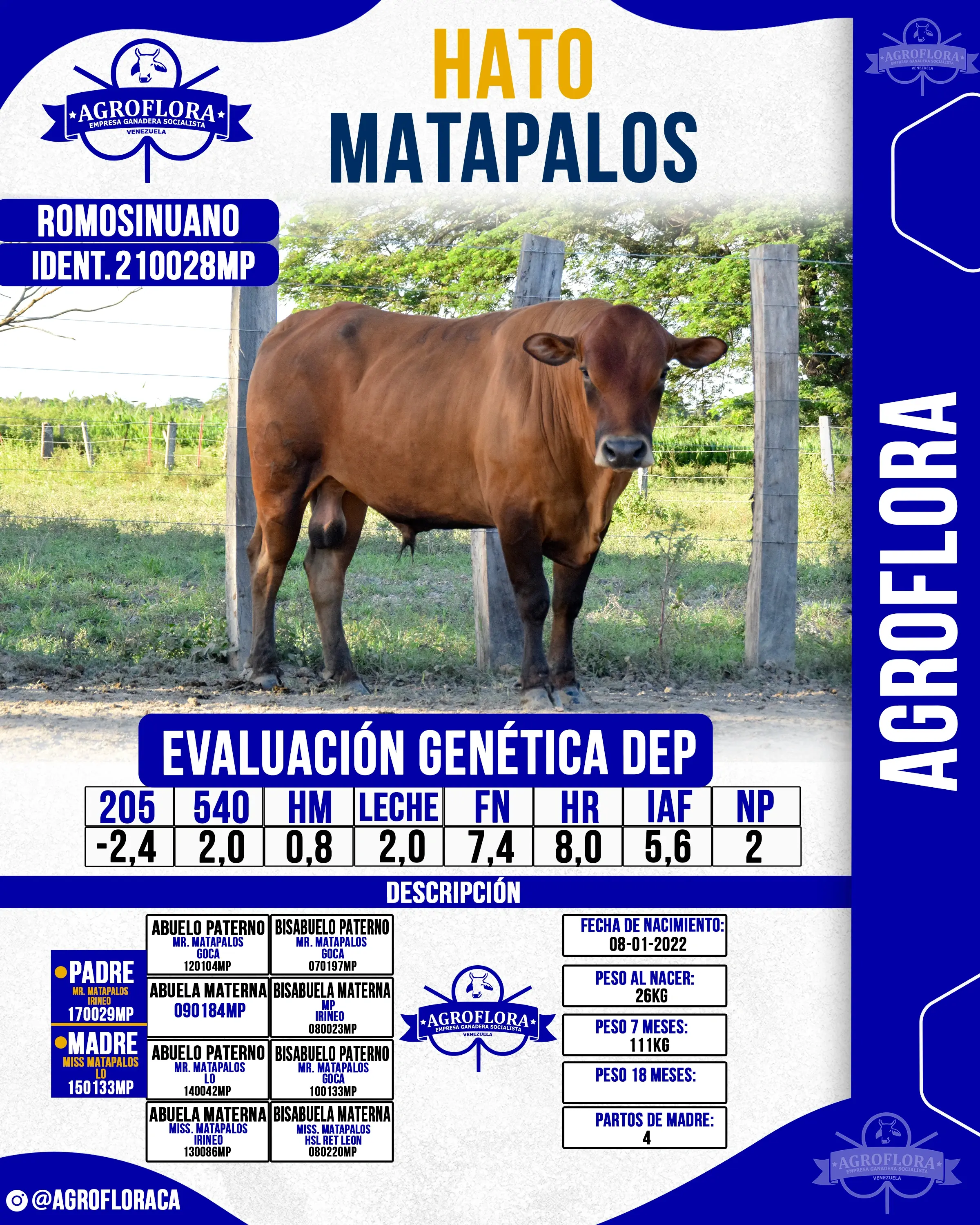 Toro Probado 210028MP - Pajuelas de Semen