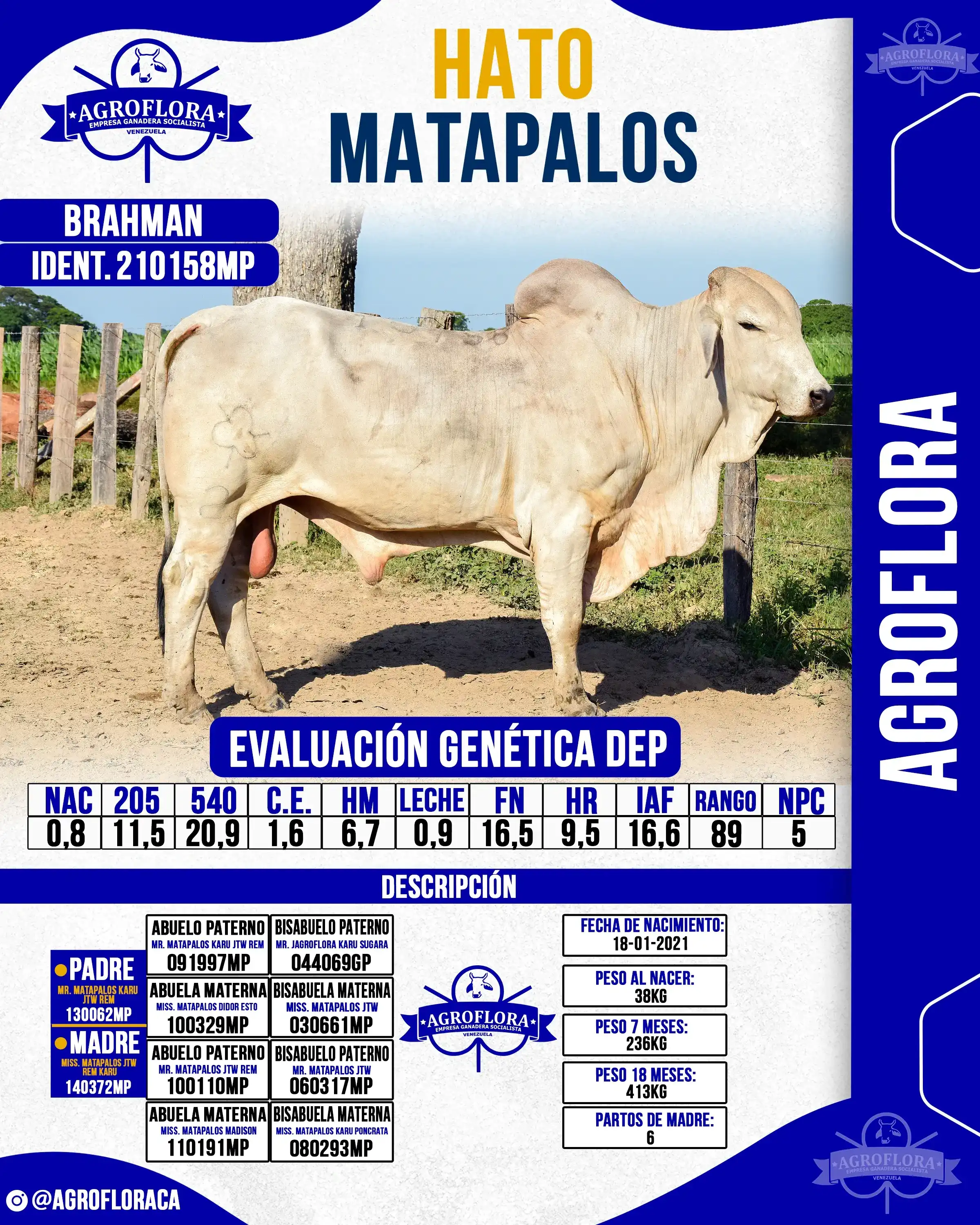 Toro Probado 210158MP - Pajuelas de Semen