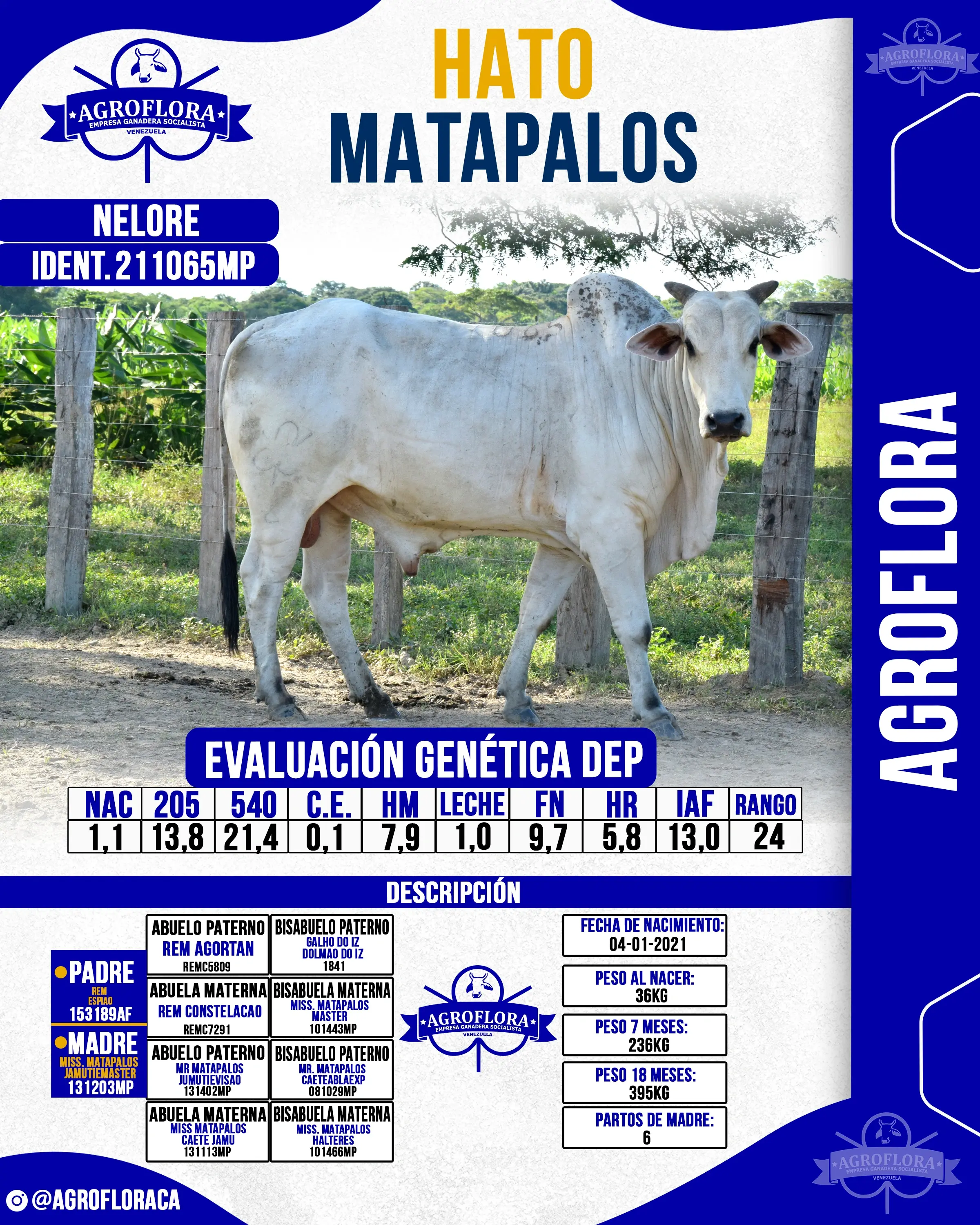 Toro Probado 211065MP - Pajuelas de Semen