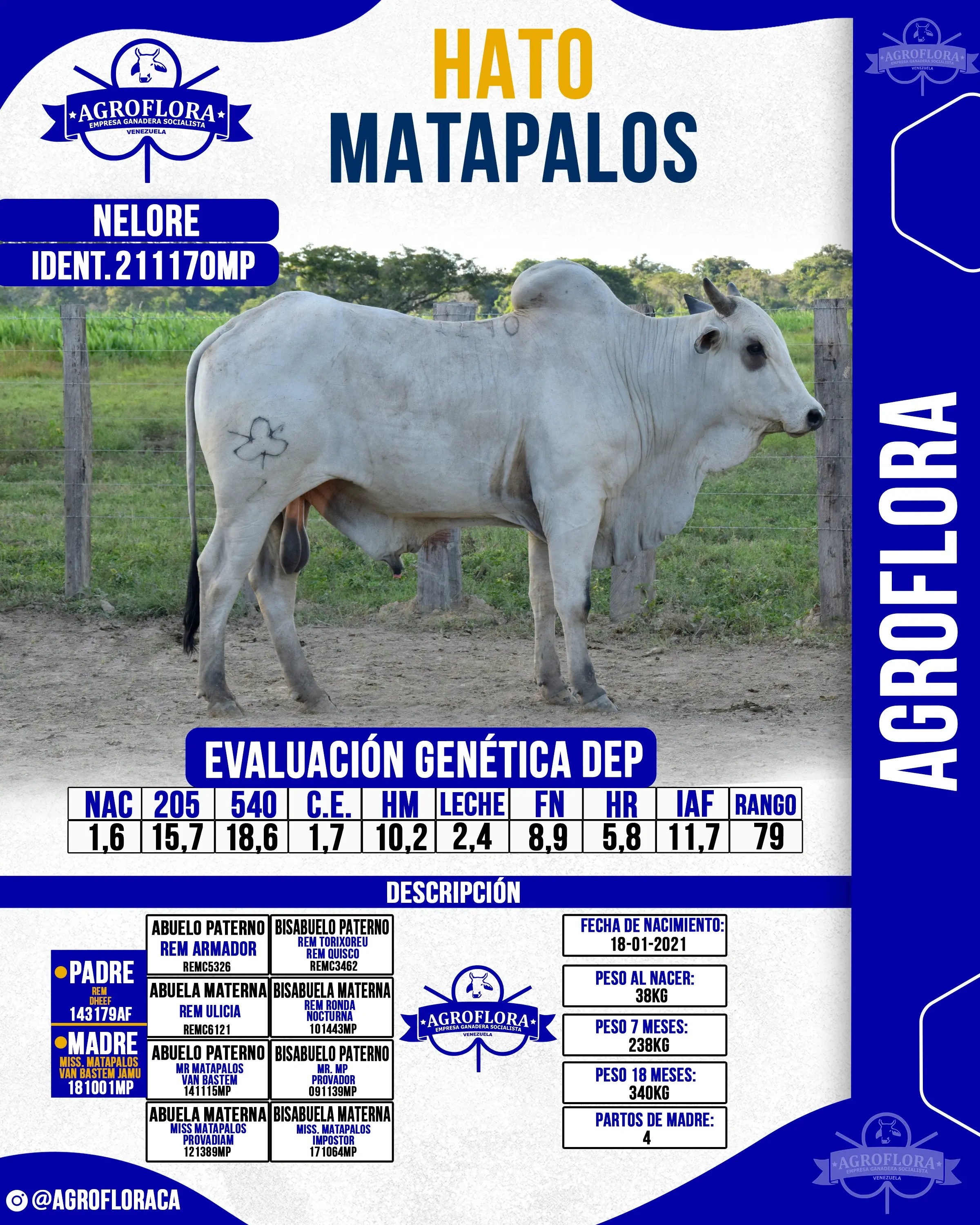 Toro Probado 211170MP - Pajuelas de Semen