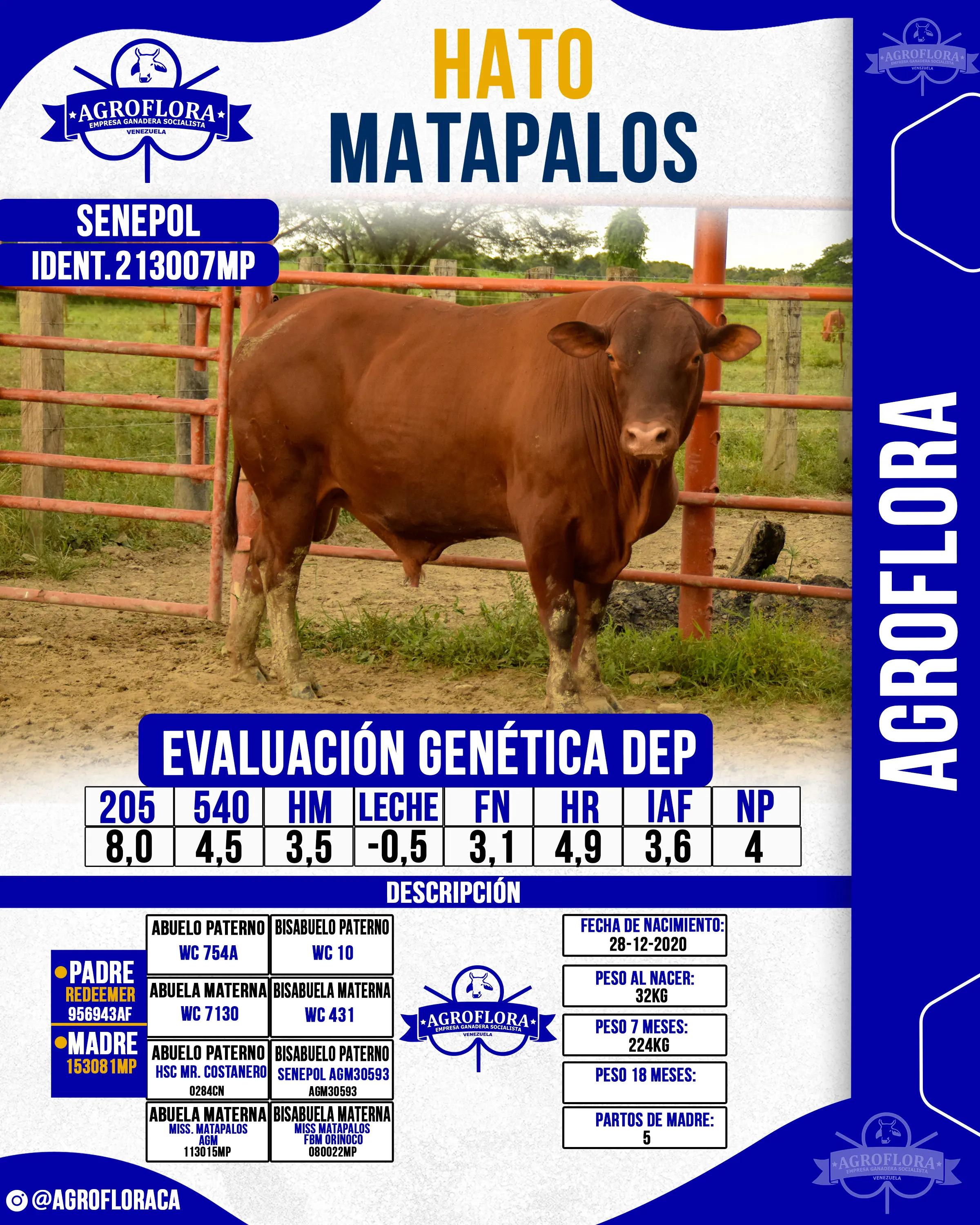 Toro Probado 213007MP - Pajuelas de Semen