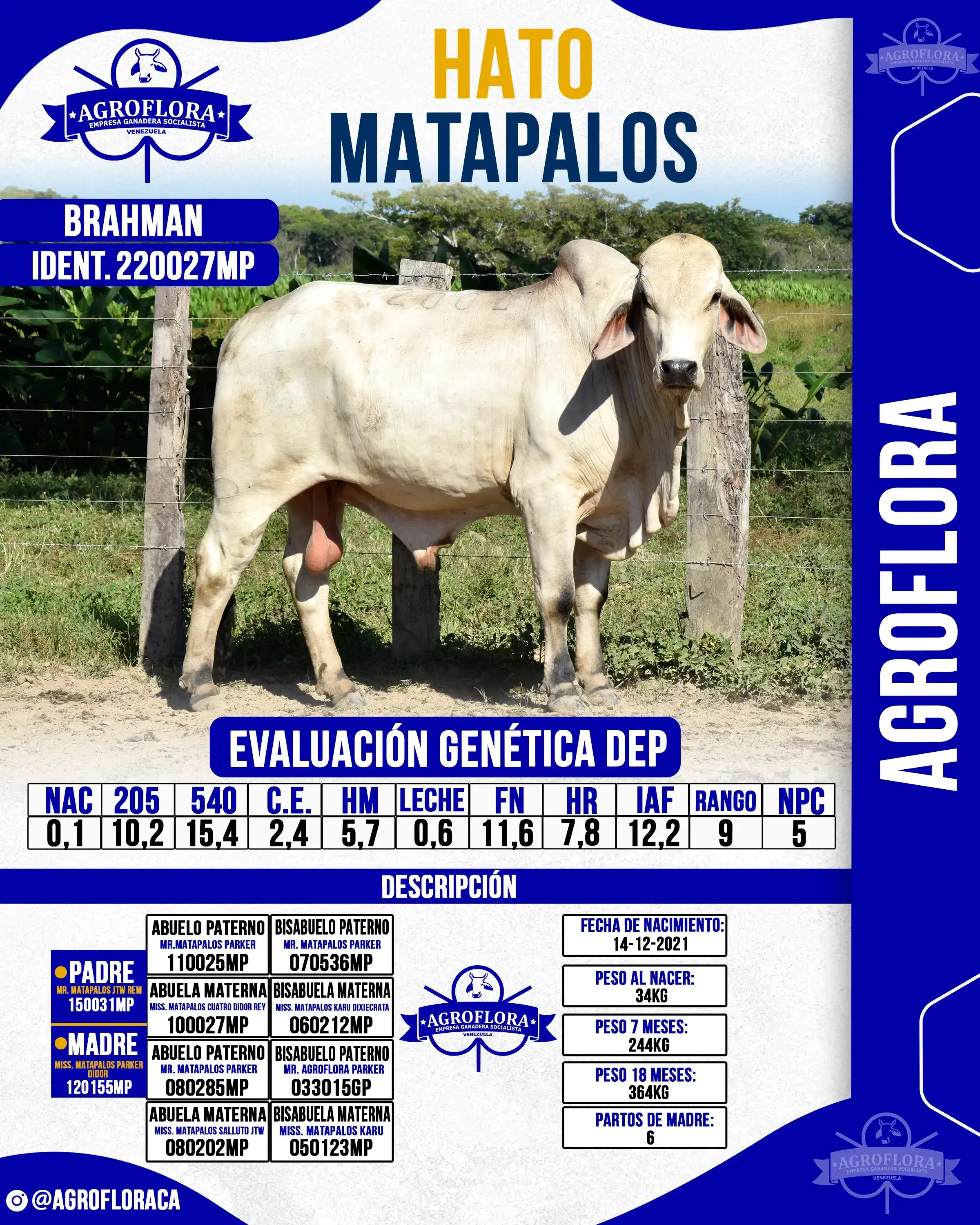 Toro Probado 220027MP - Pajuelas de Semen