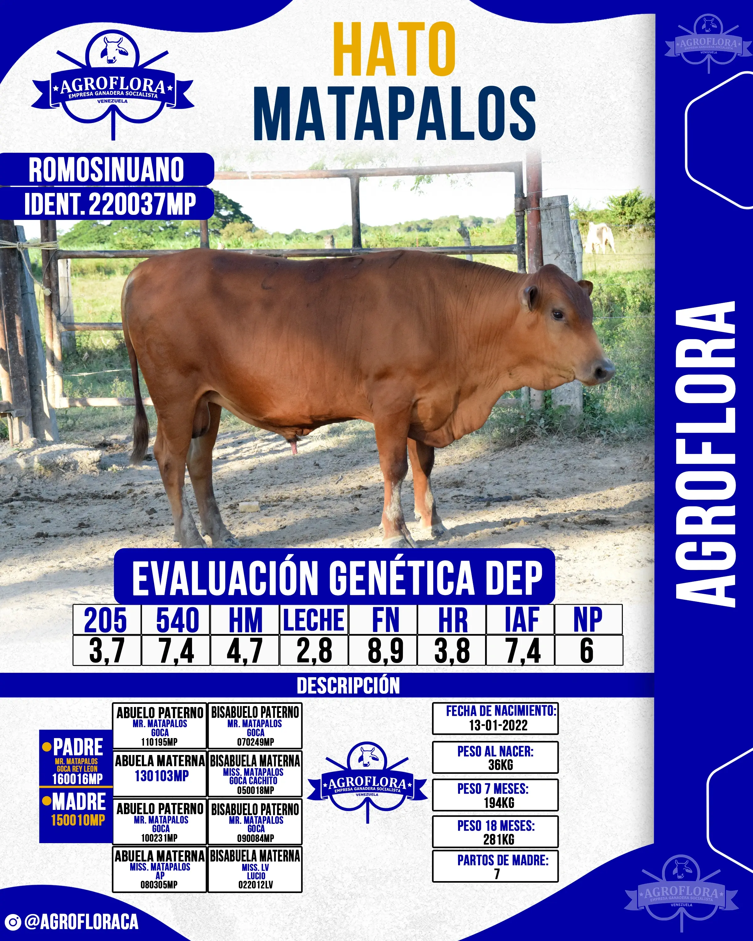 Toro Probado 220037MP - Pajuelas de Semen