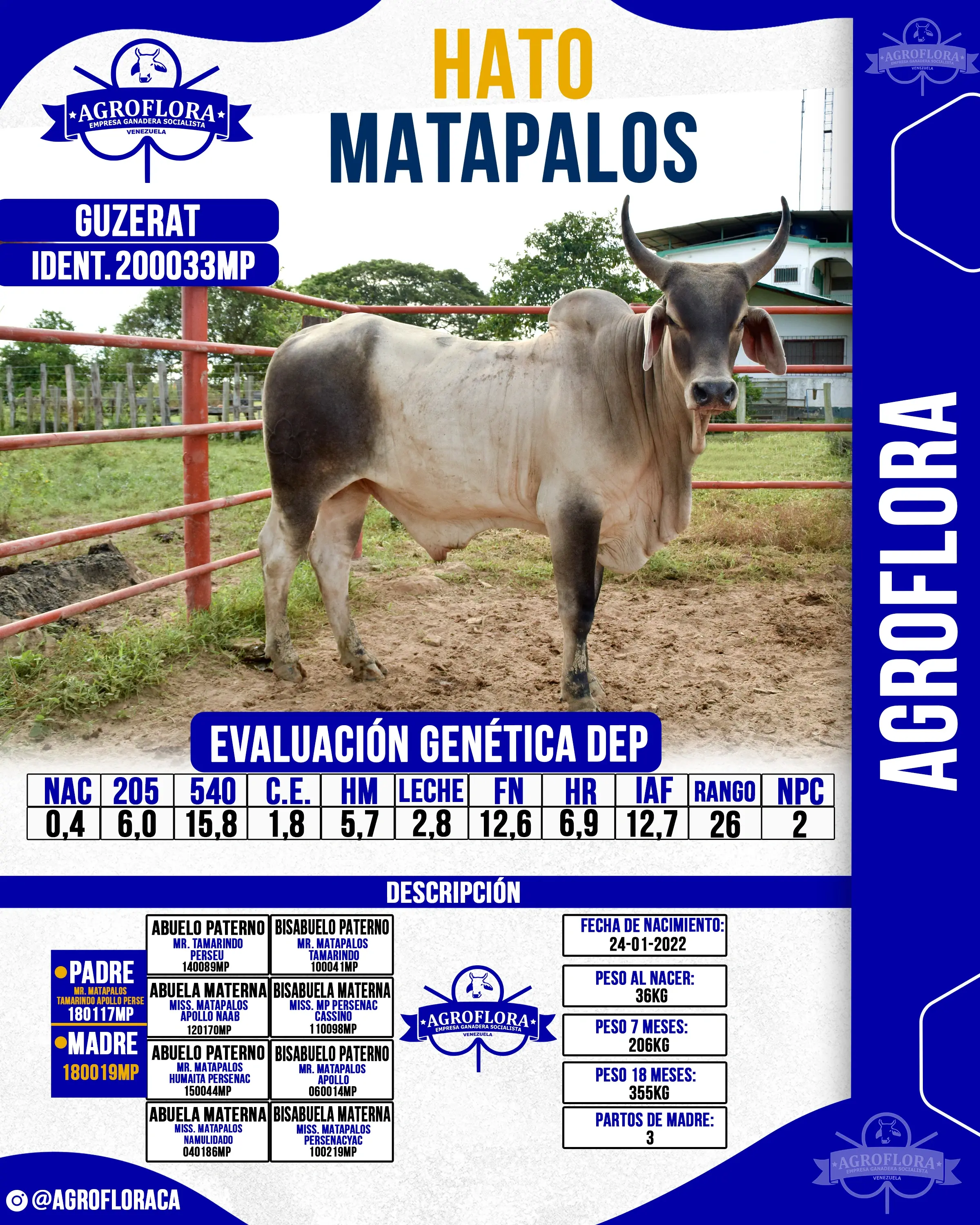 Toro Probado 220051MP - Pajuelas de Semen