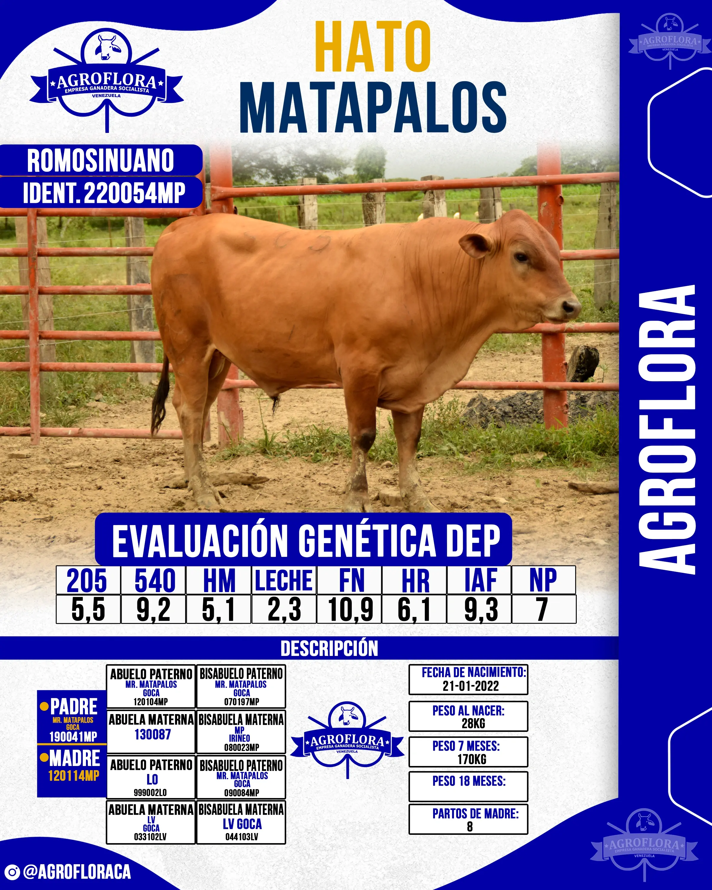 Toro Probado 220054MP - Pajuelas de Semen