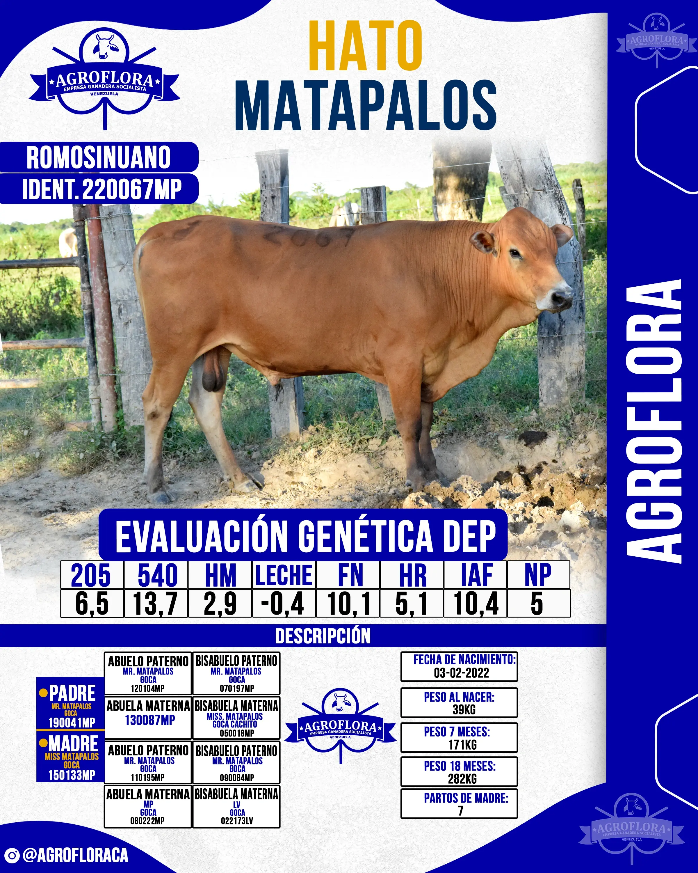 Toro Probado 220067MP - Pajuelas de Semen