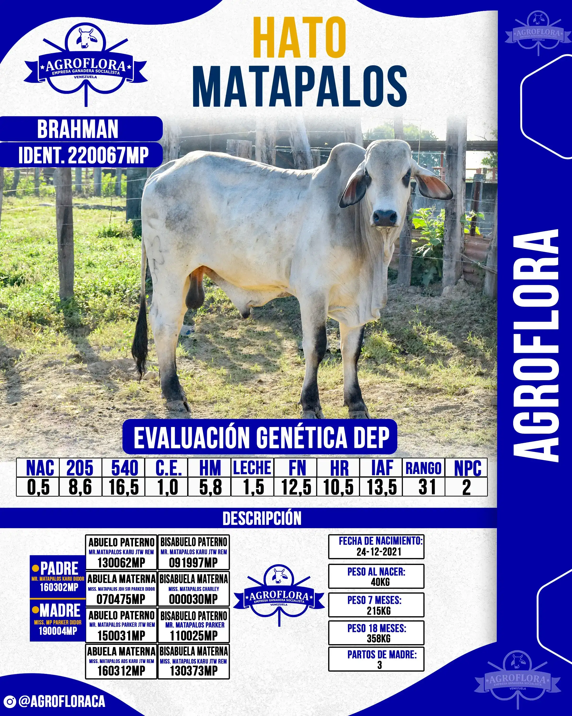 Toro Probado 220067MP - Pajuelas de Semen