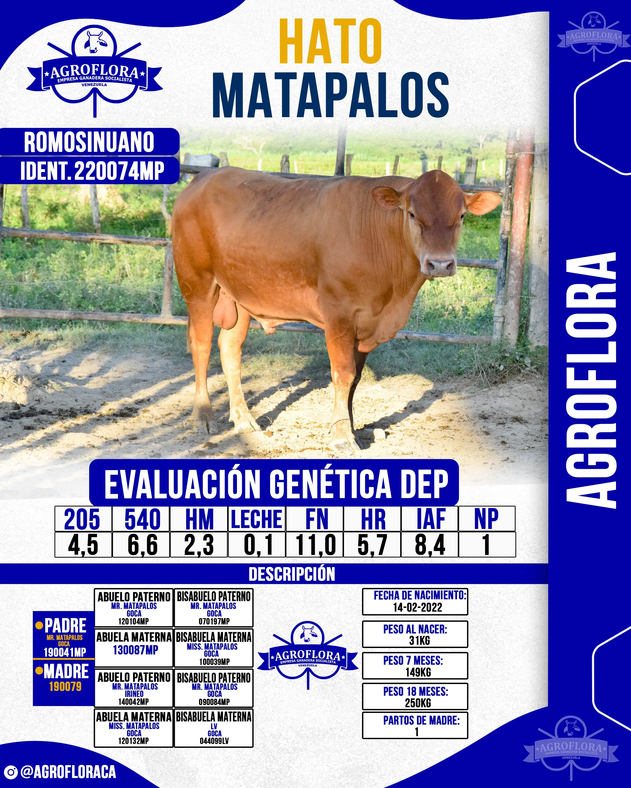 Toro Probado 220074MP - Pajuelas de Semen