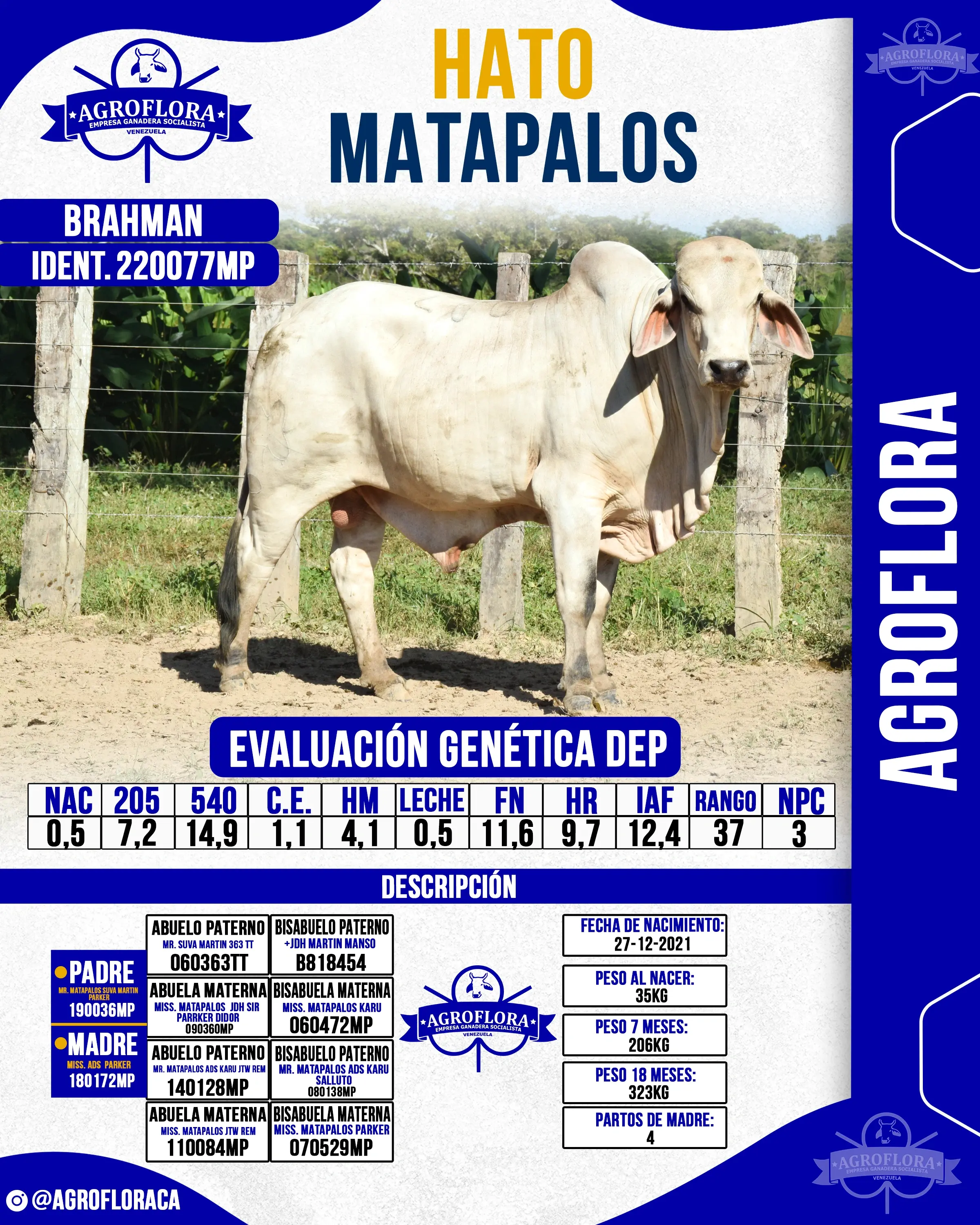 Toro Probado 220077MP - Pajuelas de Semen