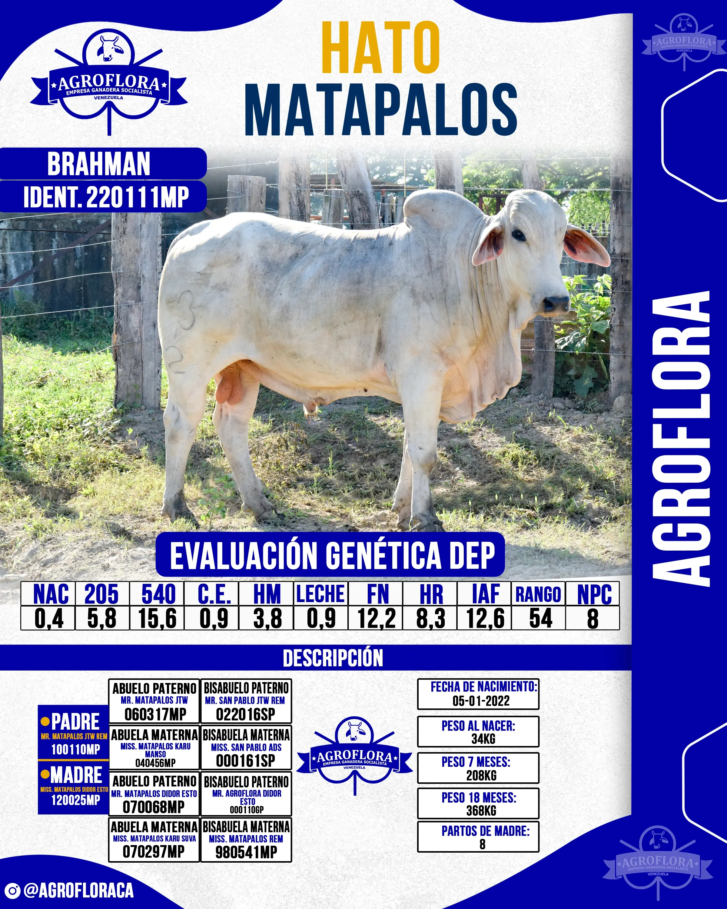 Toro Probado 220111MP - Pajuelas de Semen