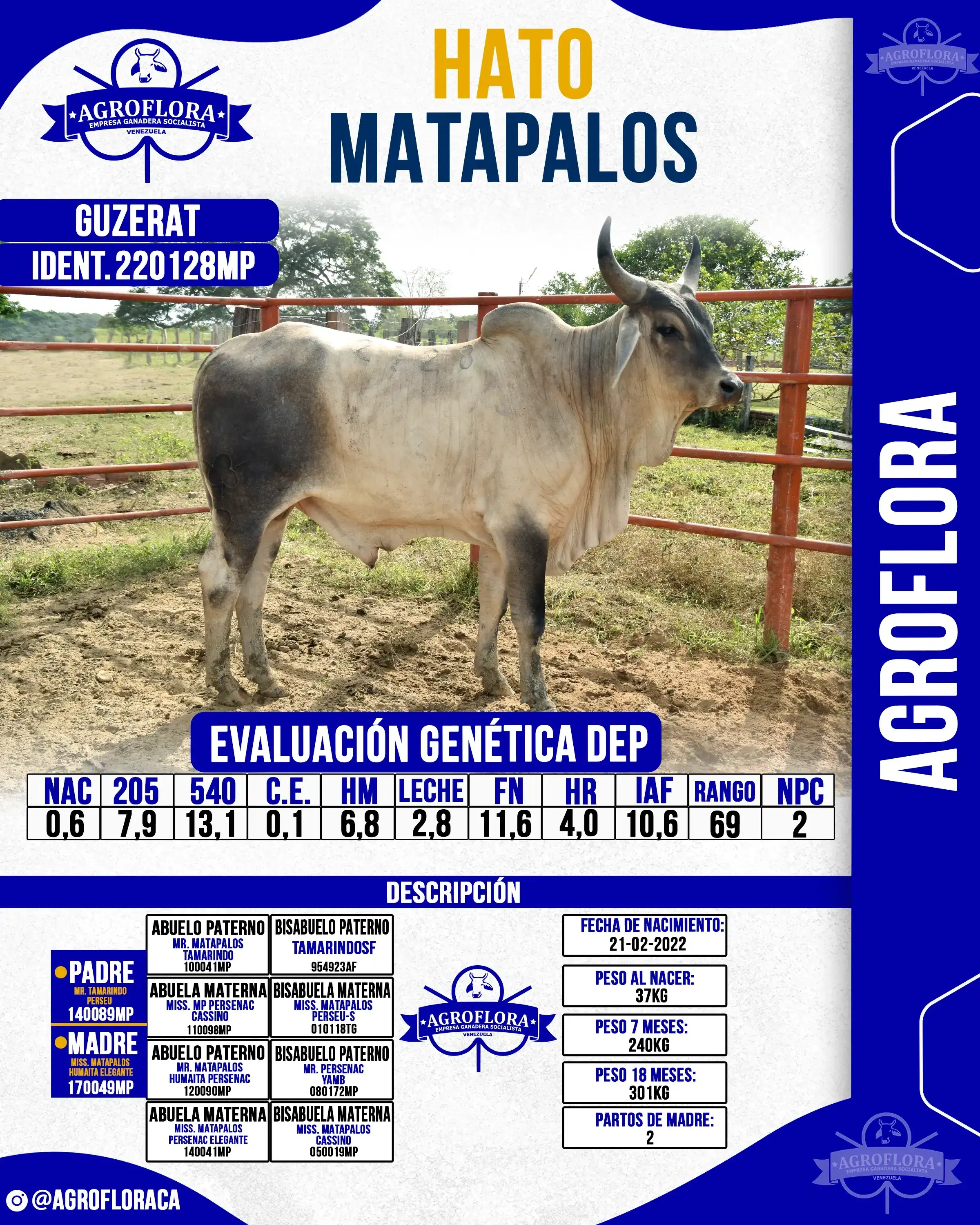 Toro Probado 220128MP - Pajuelas de Semen