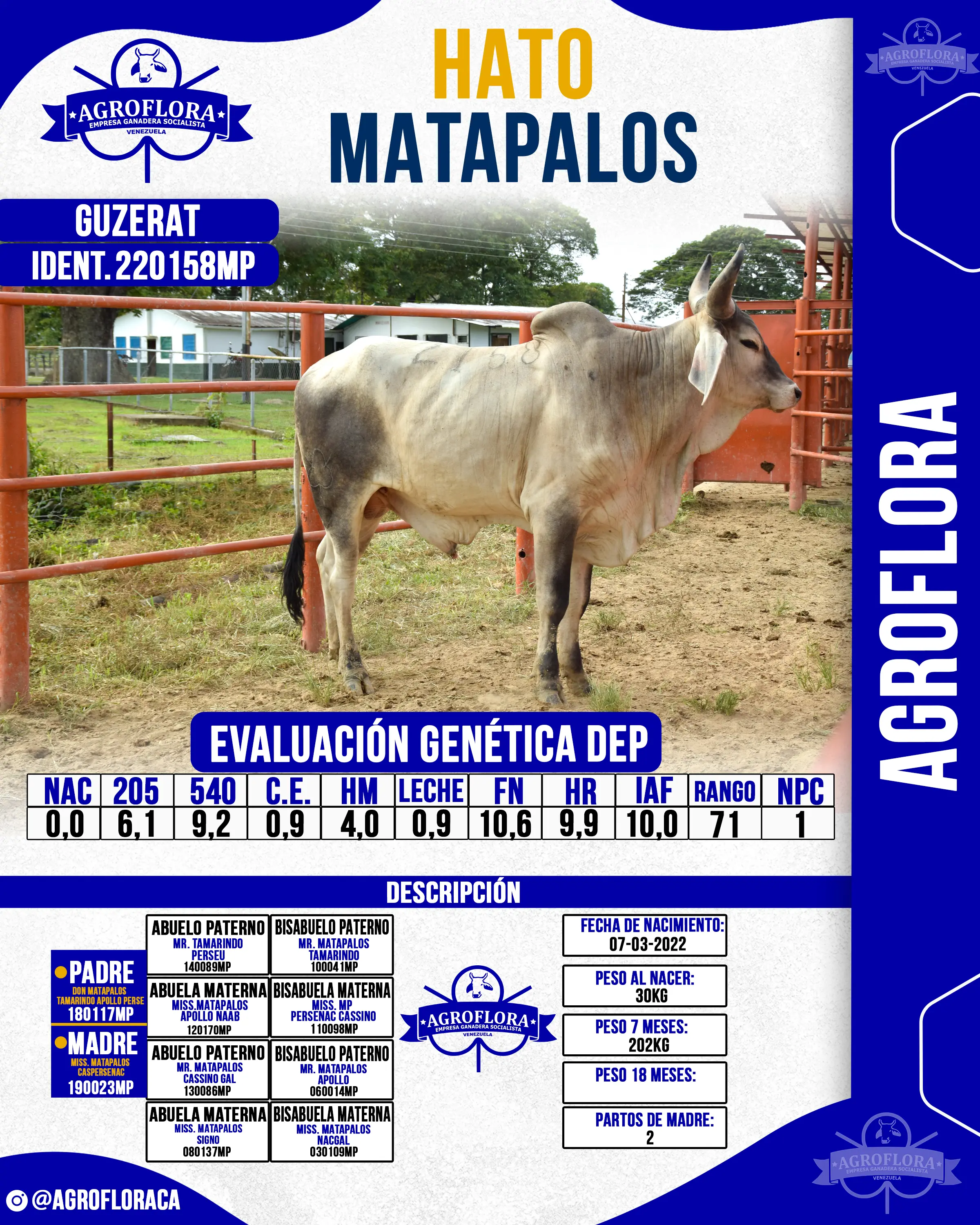 Toro Probado 220158MP - Pajuelas de Semen