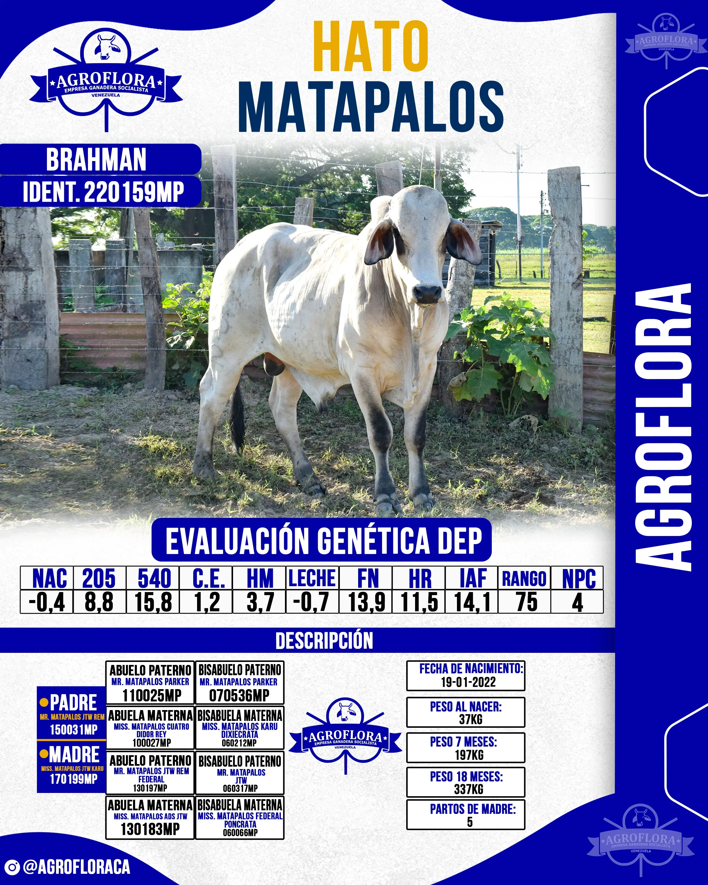 Toro Probado 220159MP - Pajuelas de Semen