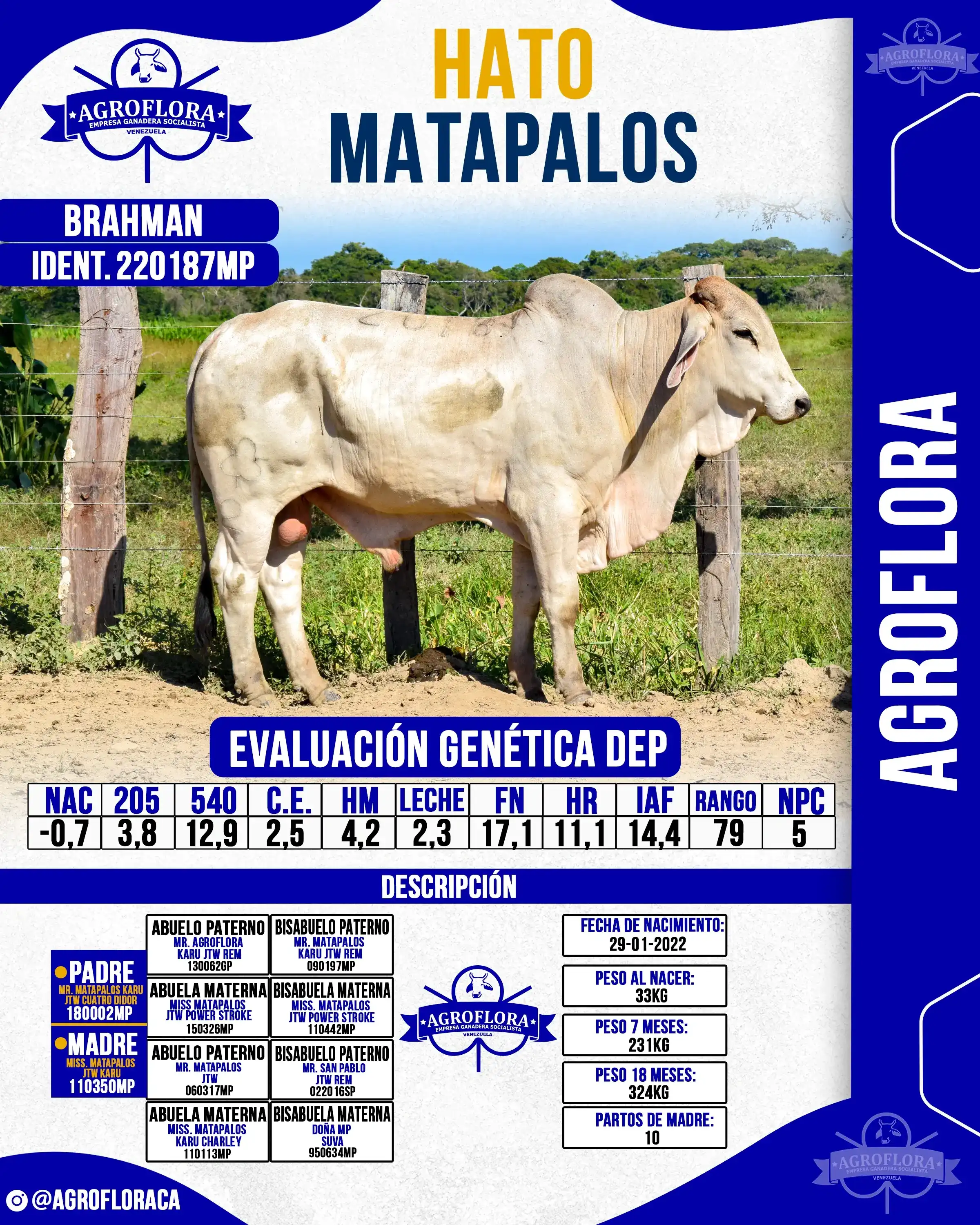 Toro Probado 220187MP - Pajuelas de Semen