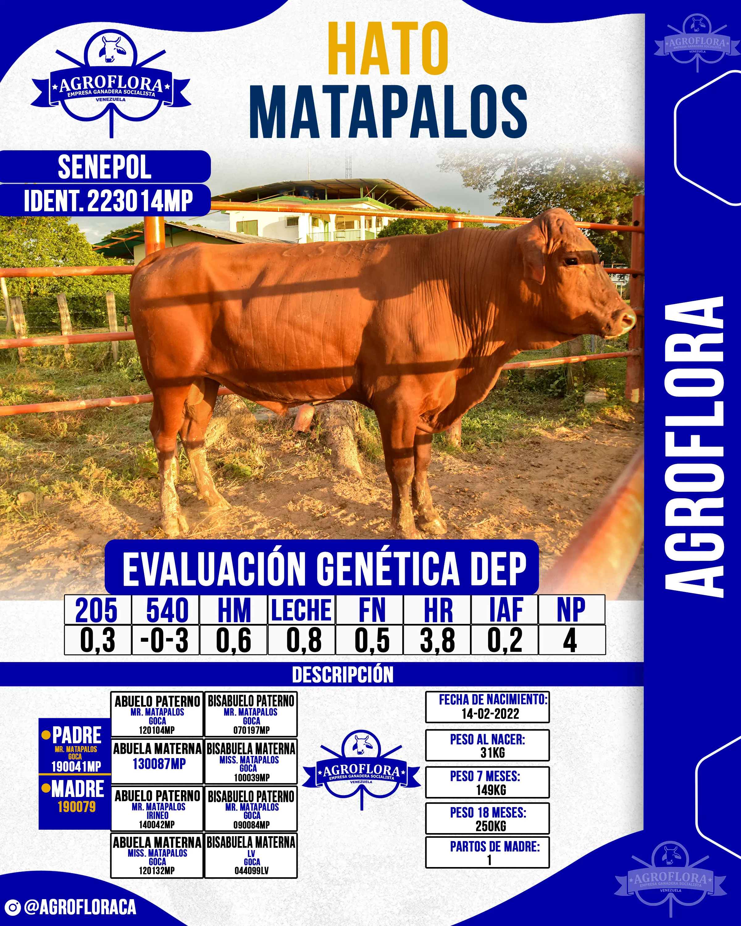 Toro Probado 223014MP - Pajuelas de Semen