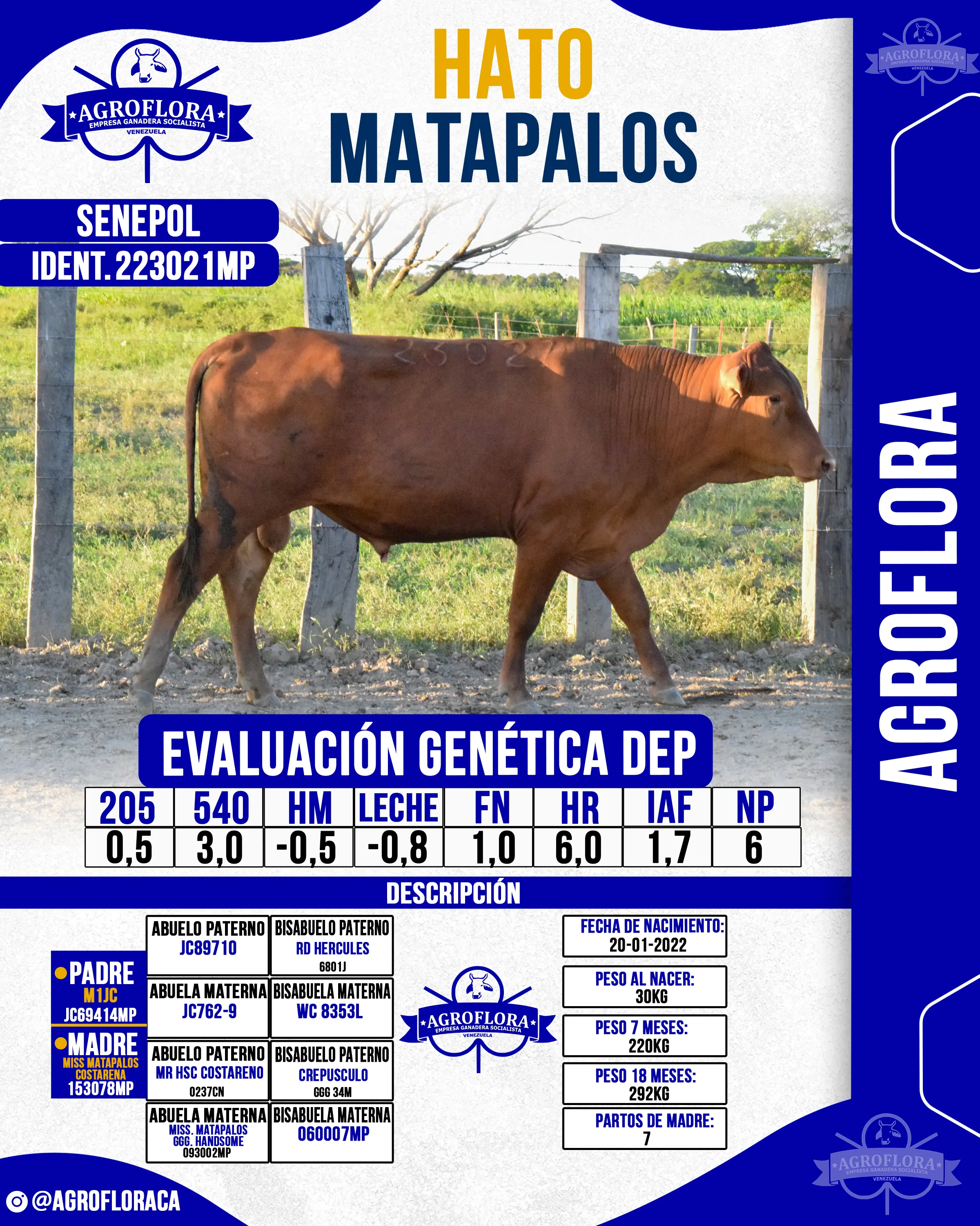 Toro Probado 223021MP - Pajuelas de Semen